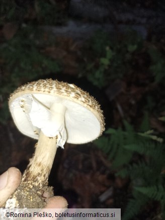 Echinoderma asperum