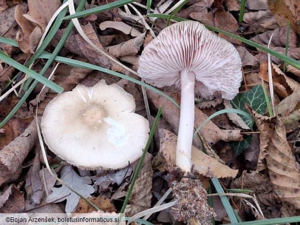 Mycena rosea