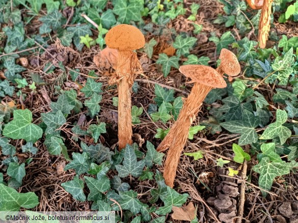 Battarrea phalloides