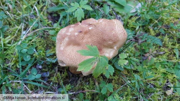 Hebeloma hetieri