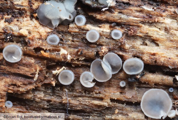 Tapesia lividofusca