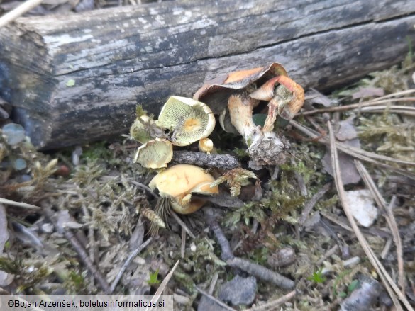 Hypholoma fasciculare var. pusillum