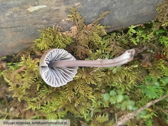 Mycena leptocephala
