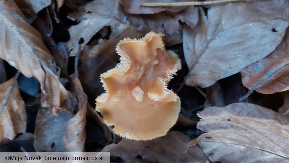 Hydnum umbilicatum