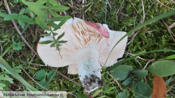 Russula persicina