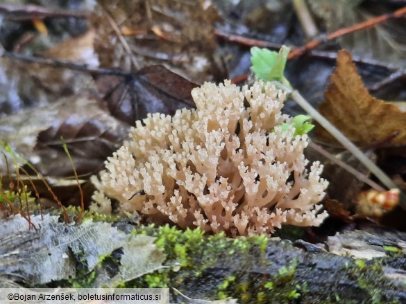 Artomyces pyxidatus