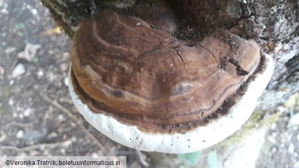 Ganoderma applanatum