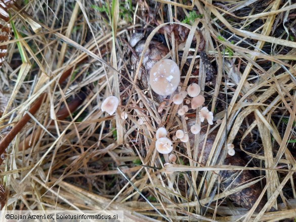 Baeospora myosura