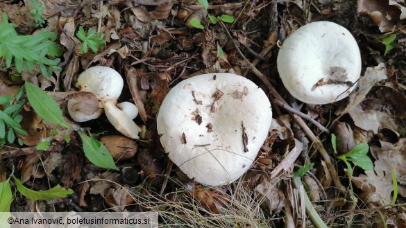 Lactarius piperatus