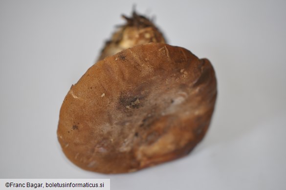 Tapinella atrotomentosa