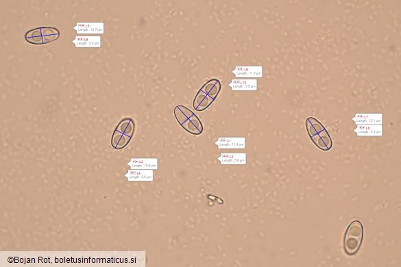 Otidea concinna