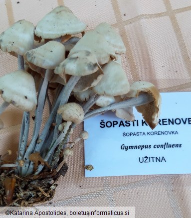 Gymnopus confluens