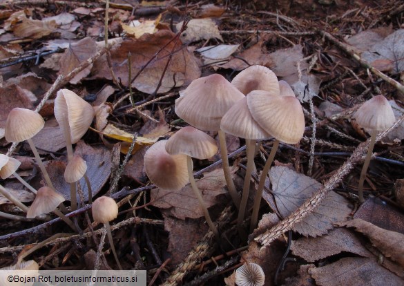 Mycena filopes