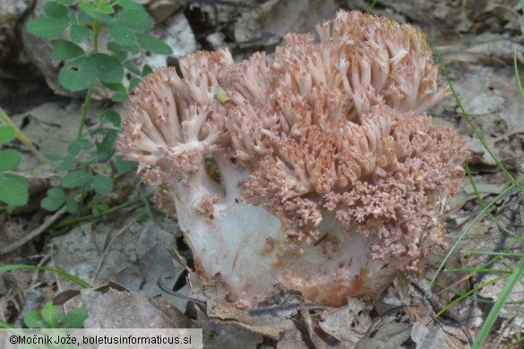 Ramaria botrytis