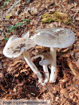 Amanita argentea