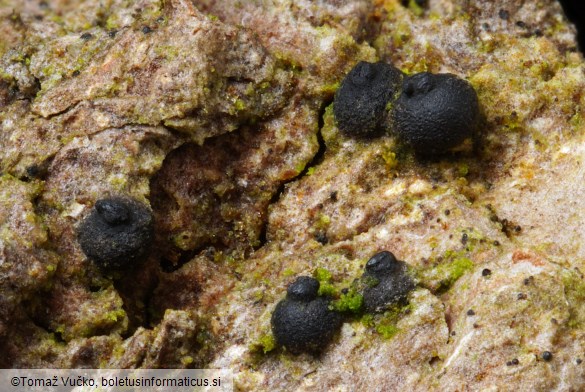 Navicella pileata