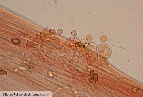 Conocybe dumetorum