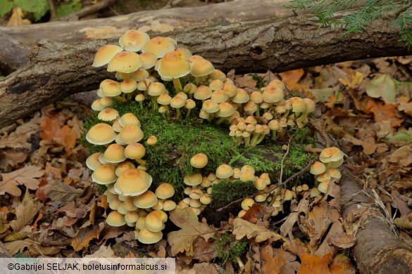 Hypholoma fasciculare
