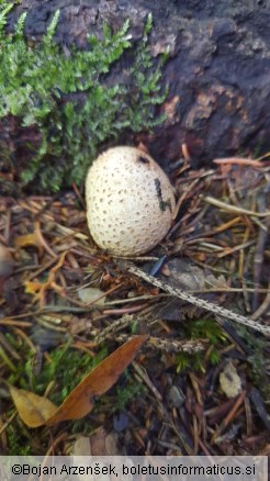 Scleroderma citrinum