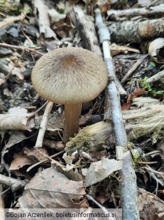 Entoloma plebejum