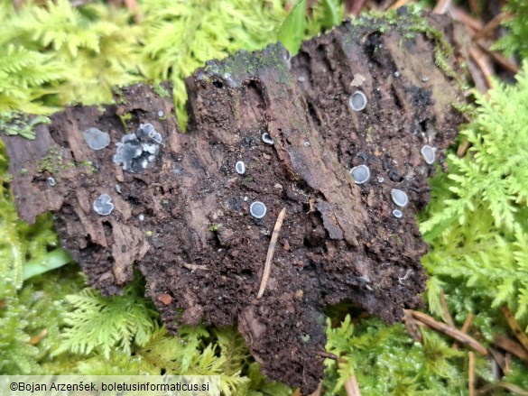 Mollisia cinerea