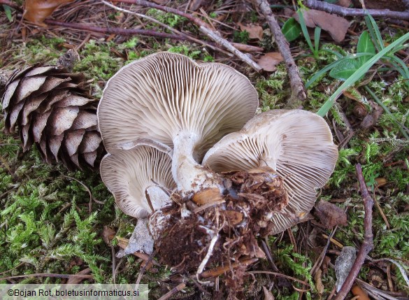 Musumecia sardoa