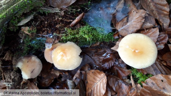 Hypholoma capnoides