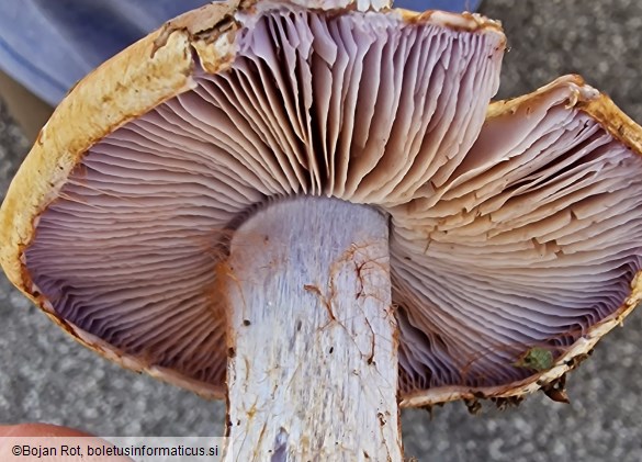 Calonarius suaveolens