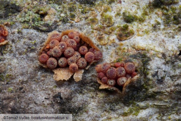 Thyronectria aurigera