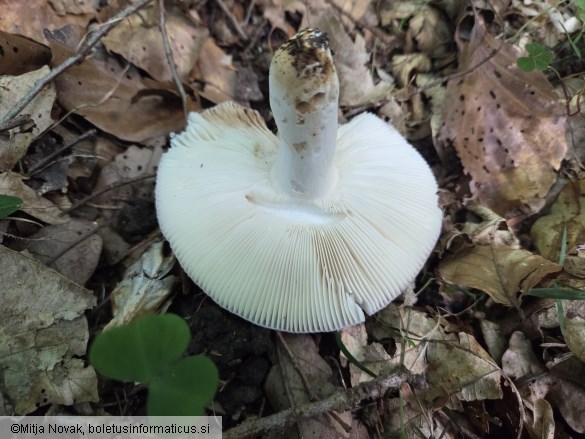 Russula grisea