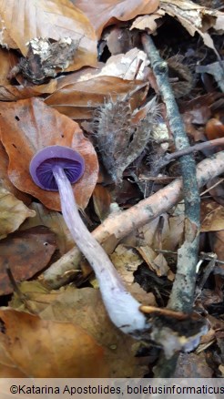 Laccaria amethystina