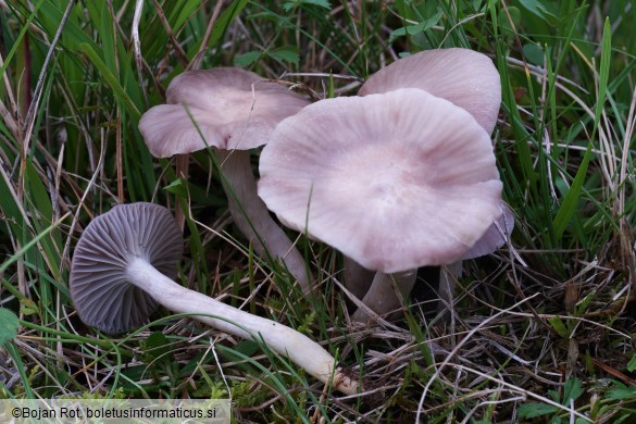 Cuphophyllus canescens
