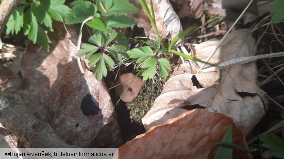 Dumontinia tuberosa