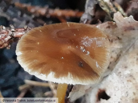 Strobilurus esculentus