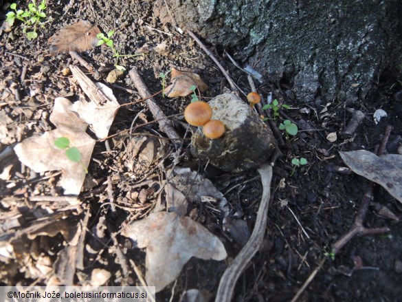 Agrocybe fimicola