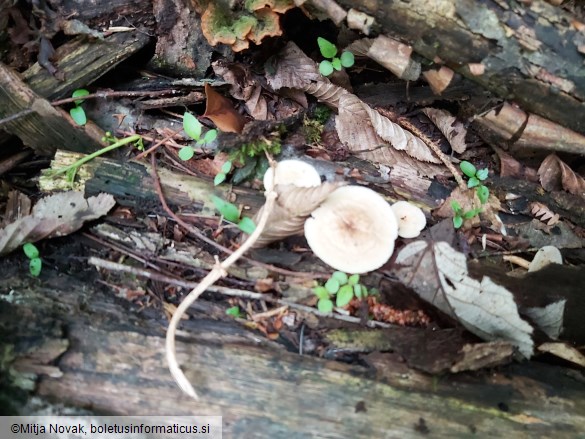 Lentinus arcularius