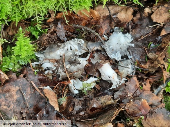 Hygrophorus marzuolus