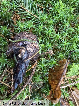 Auriscalpium vulgare