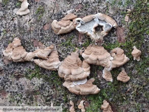 Plicaturopsis crispa