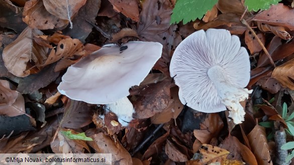 Lepista glaucocana