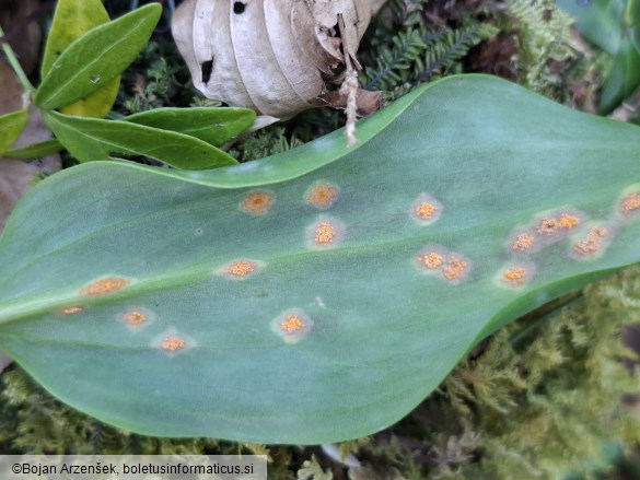 Uromyces erythronii