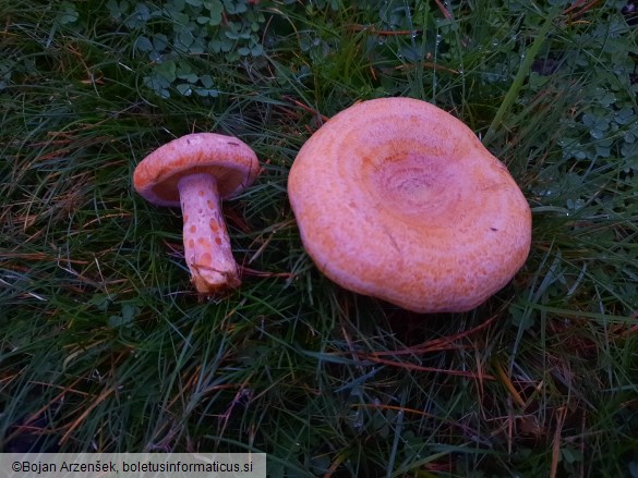 Lactarius deliciosus