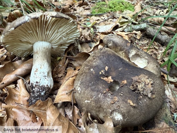Russula nigricans