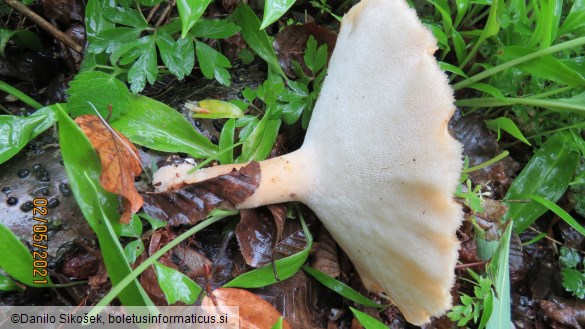 Polyporus tuberaster