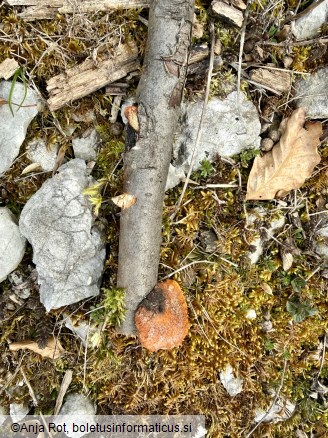 Pycnoporus cinnabarinus