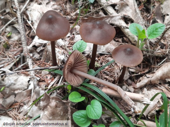 Entoloma hirtipes