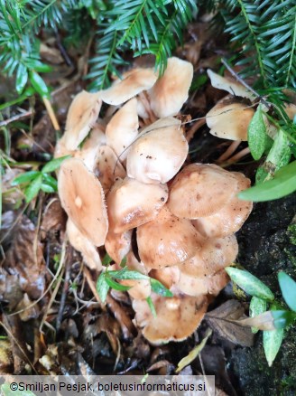 Gymnopus fusipes
