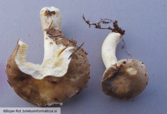 Russula firmula