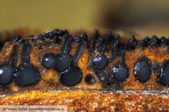 Sillia ferruginea