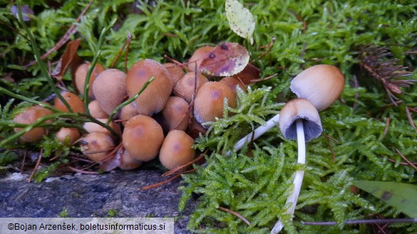 Coprinellus micaceus